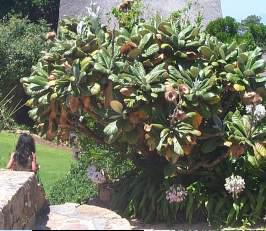 Growing at Kirstenbosch